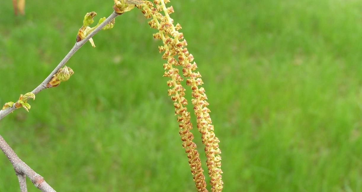 Tree flower