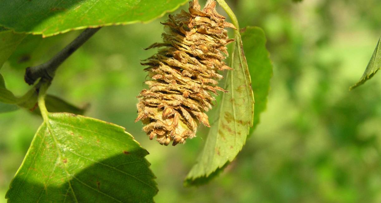Tree fruit