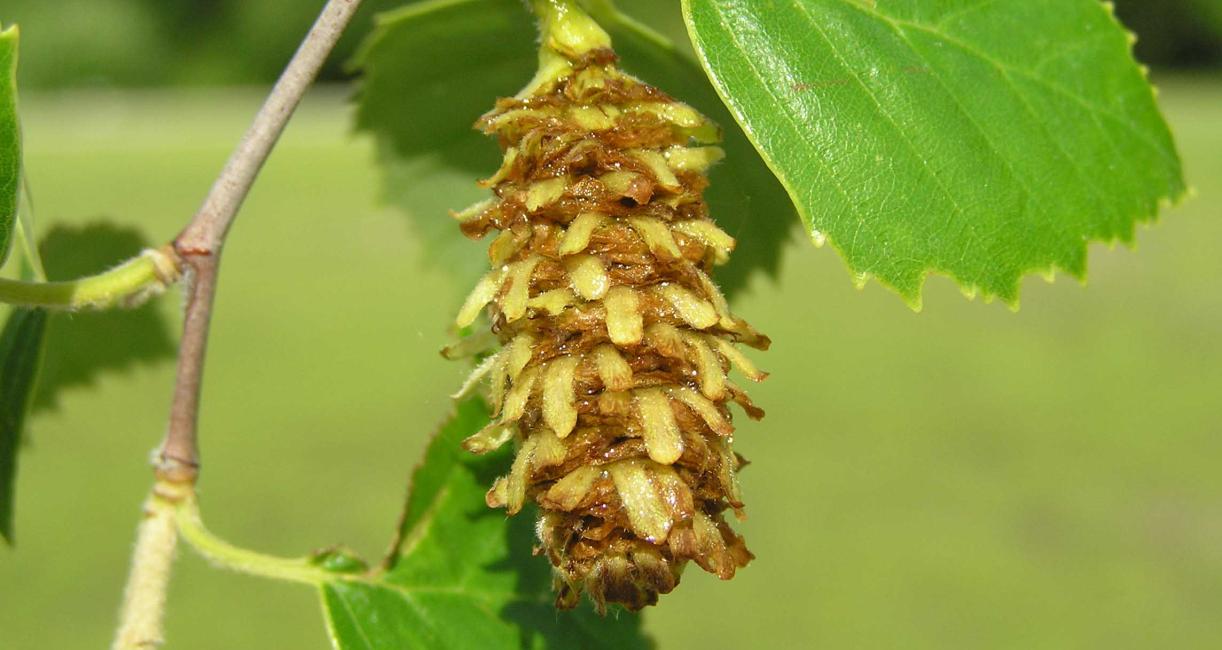 Tree fruit