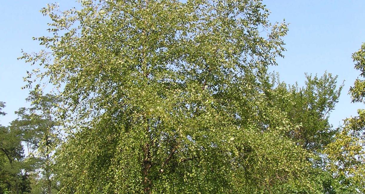 Tree habit