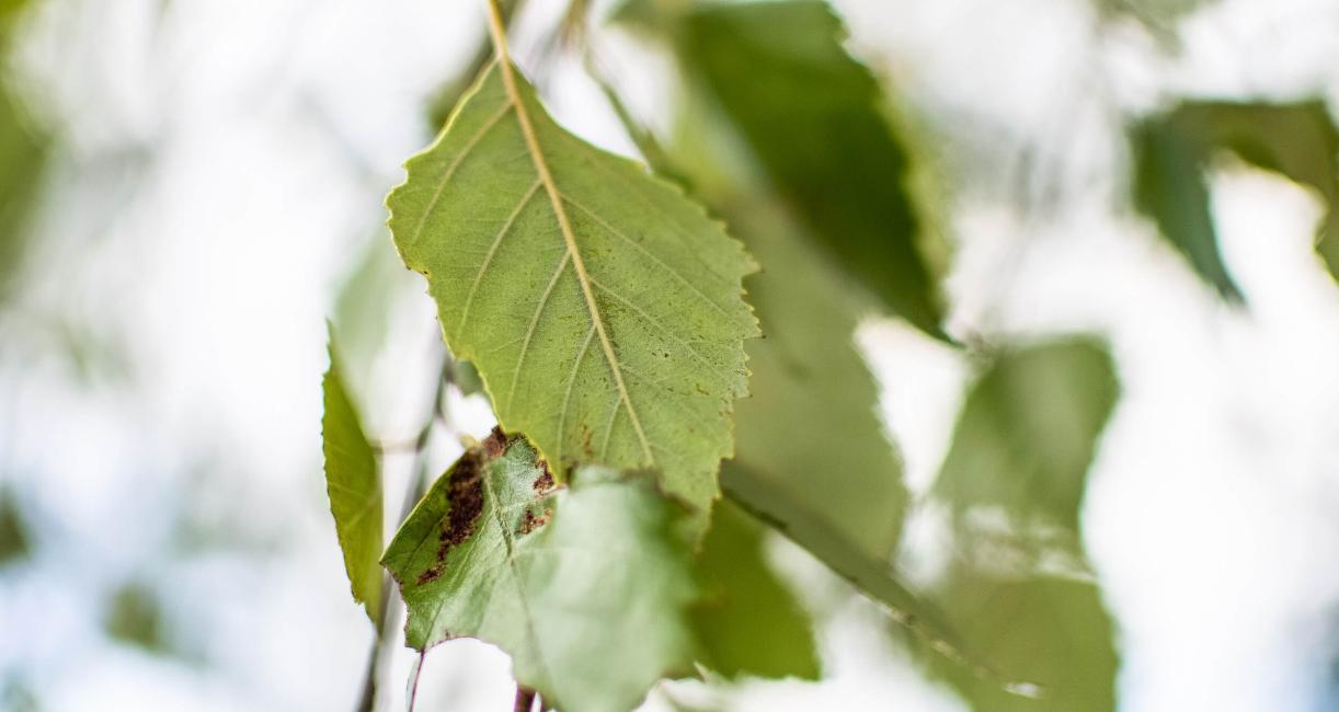 Tree leaves