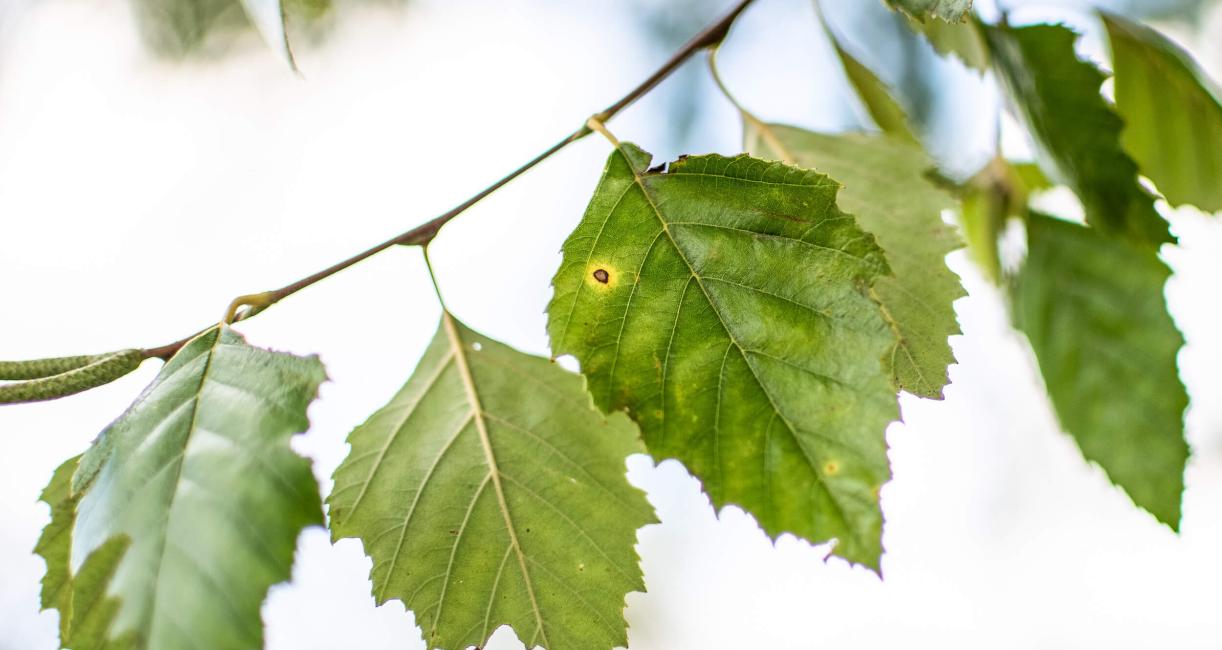 Tree leaves