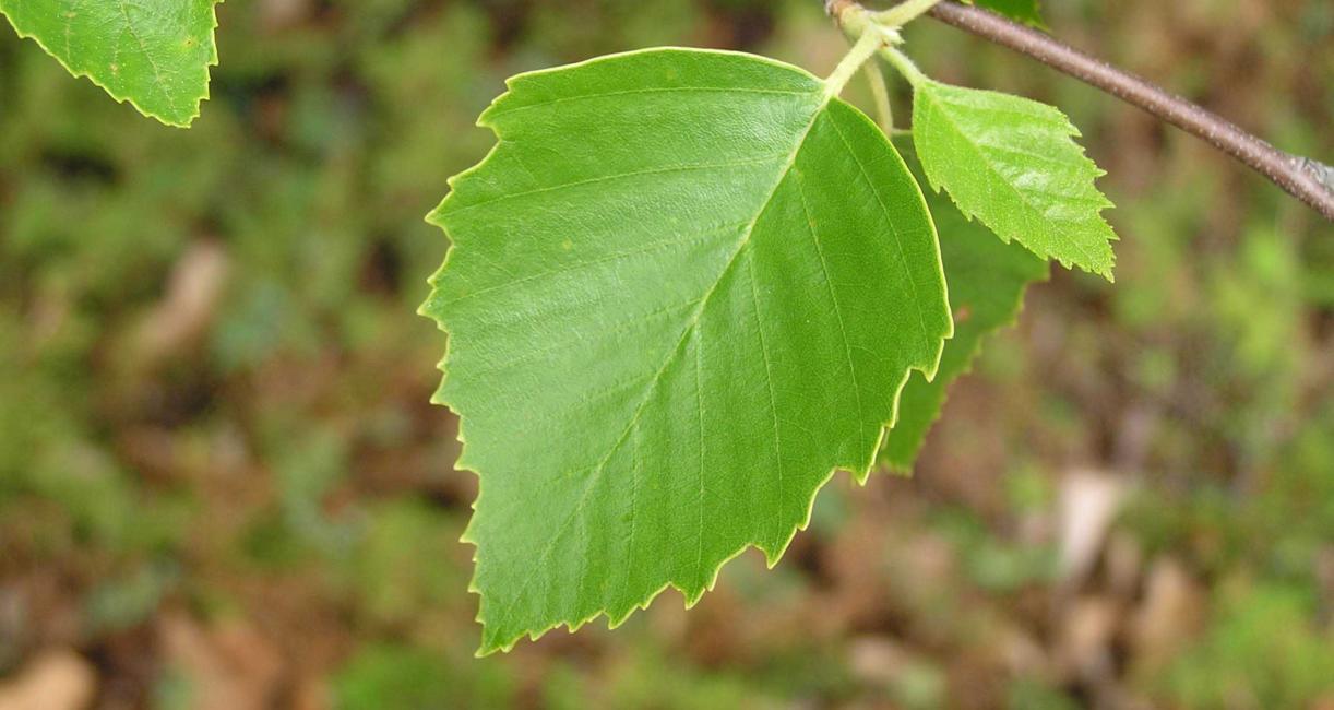 Tree leaves