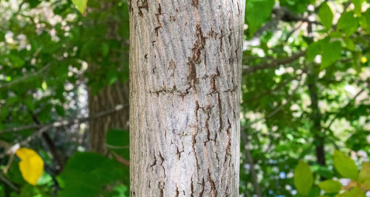 Tree bark