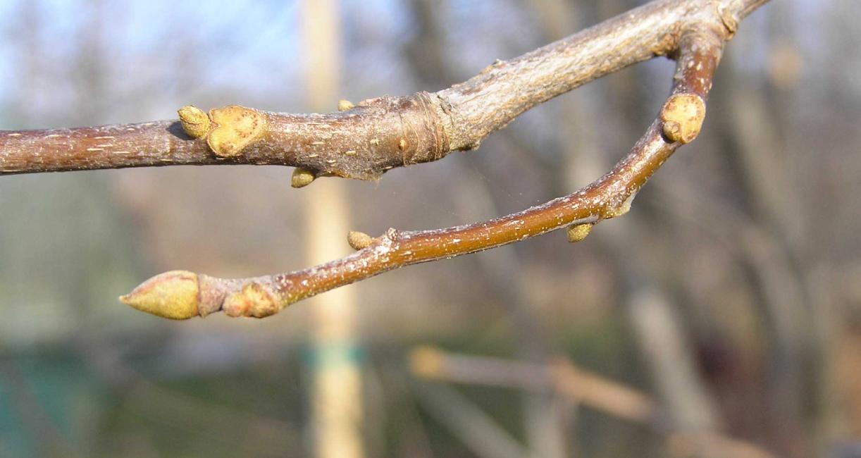 Tree branch