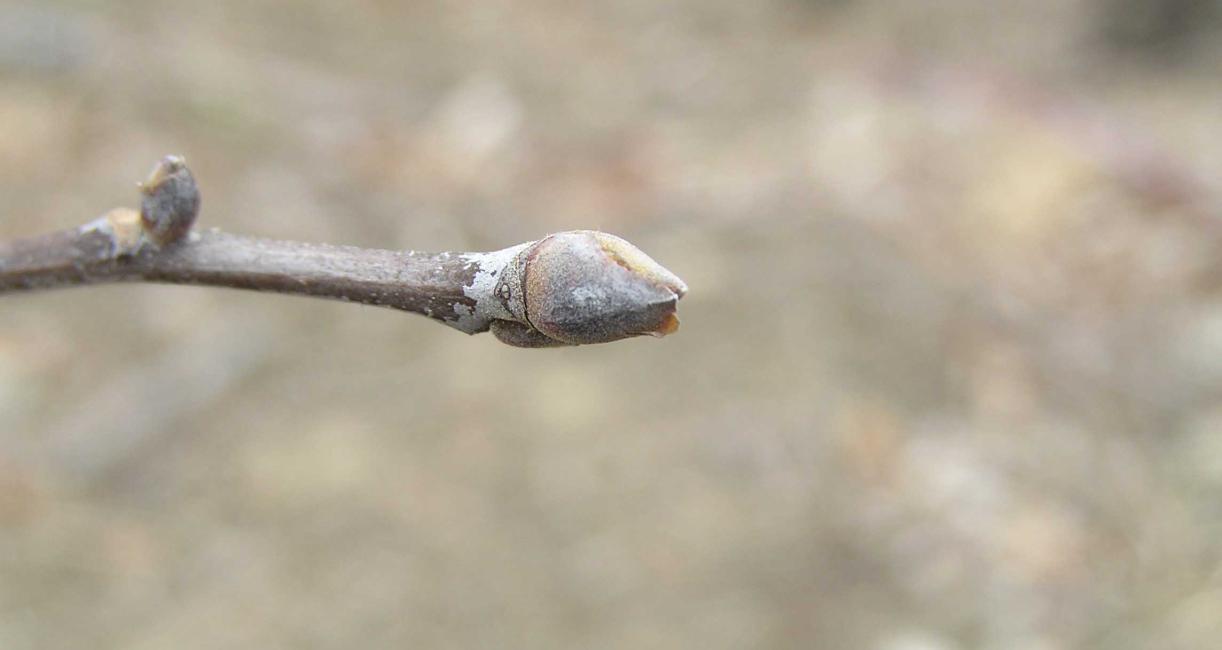 Tree bud