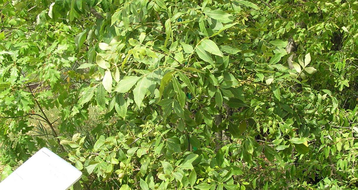 Tree habit