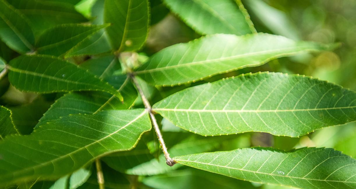Tree leaves