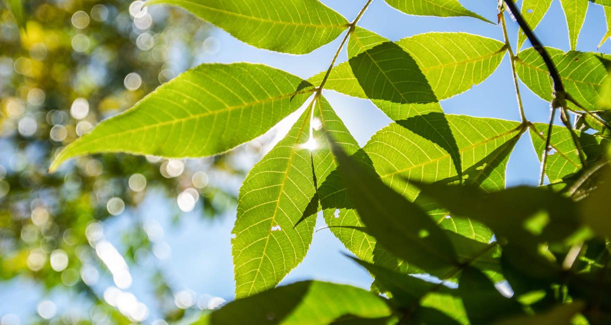 Tree leaves