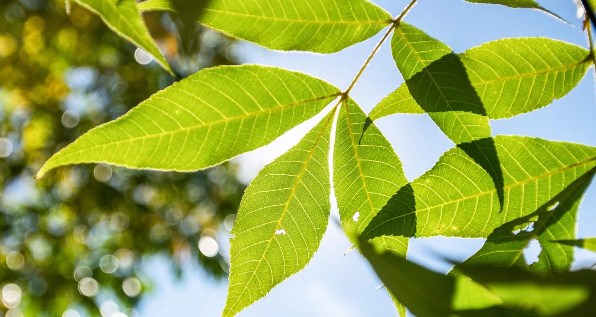 Tree leaves