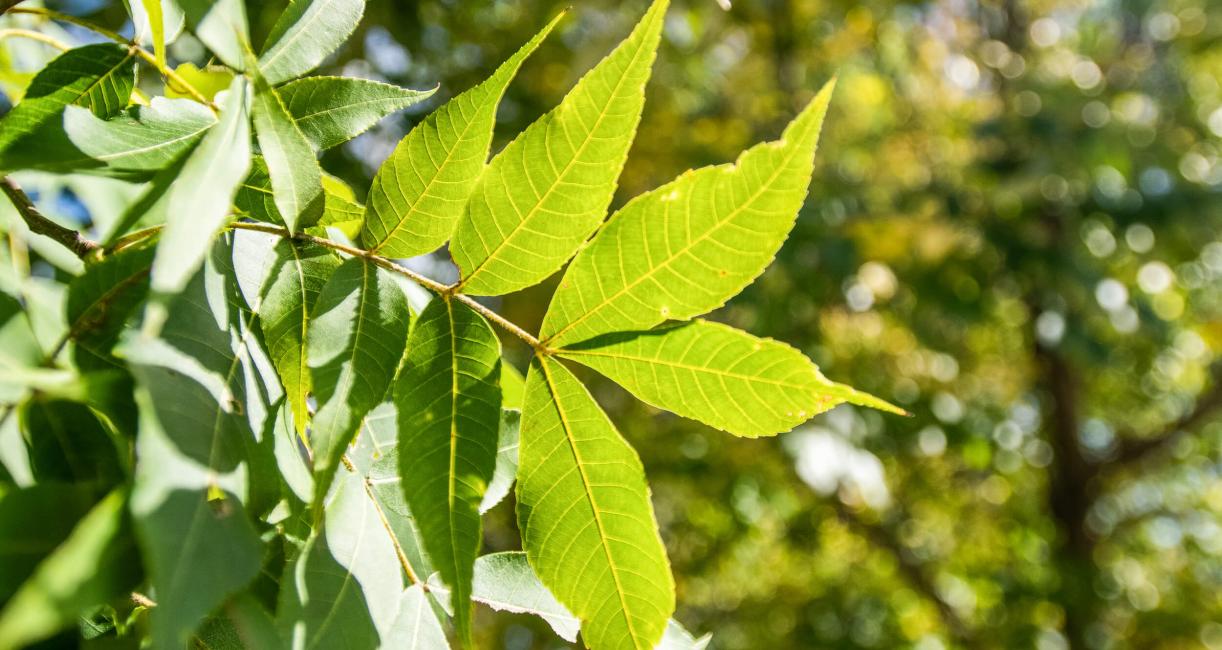 Tree leaves