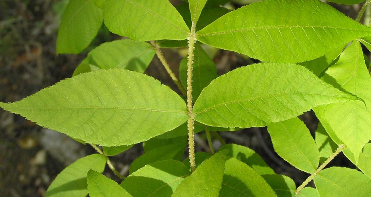 Tree leaves