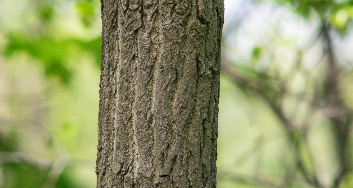 Tree bark