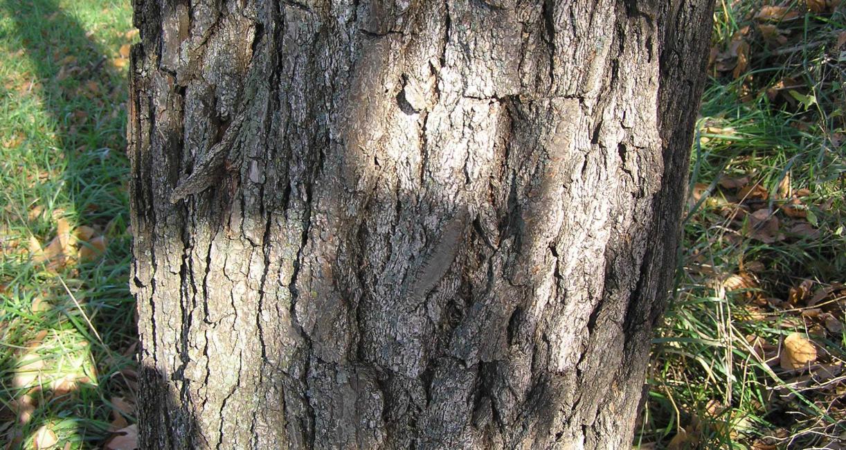 Tree bark