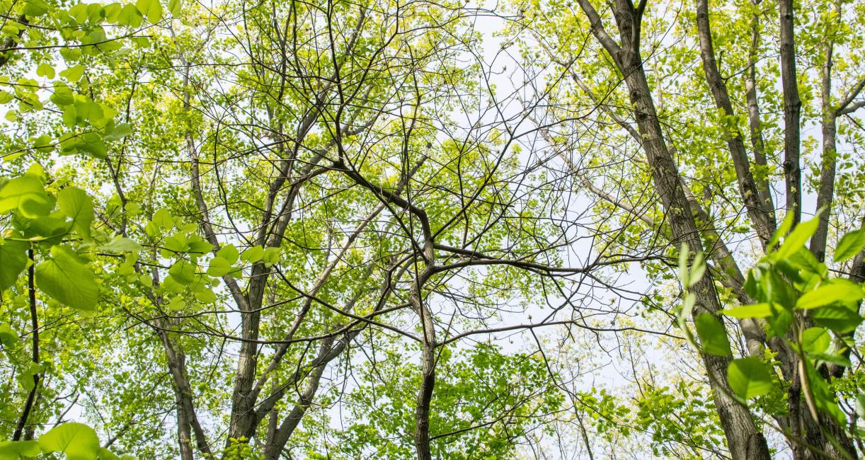 Tree branch