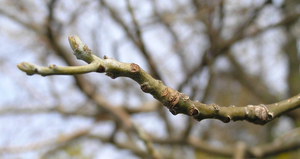 Tree branch