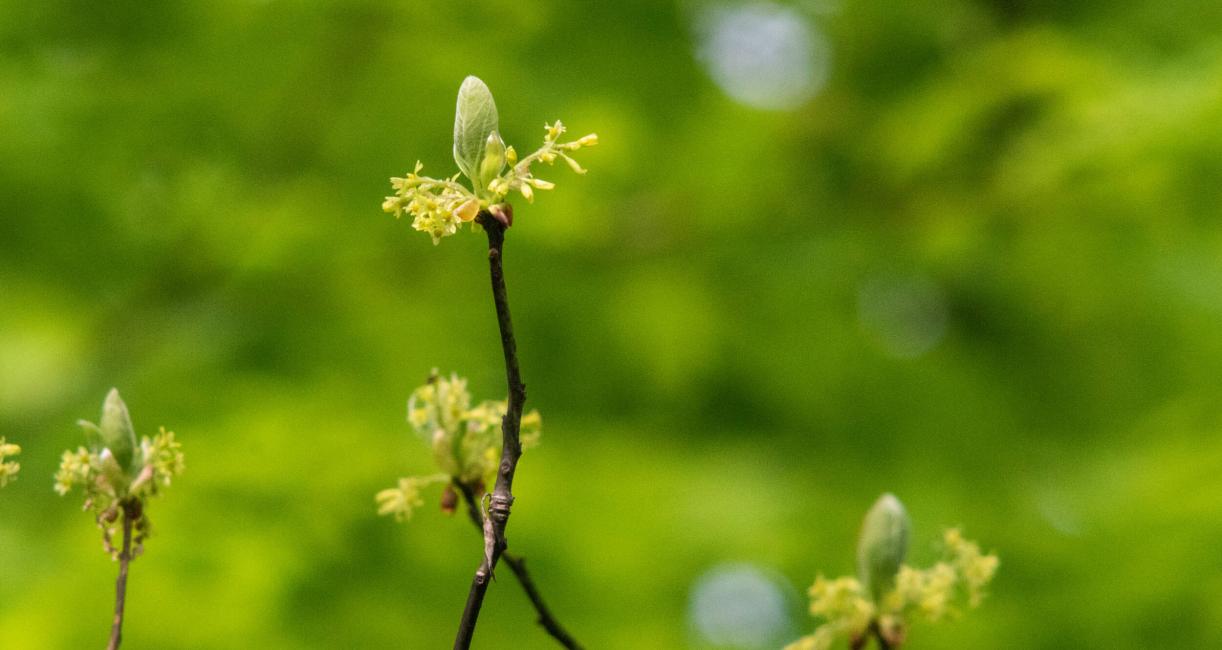 Tree bud