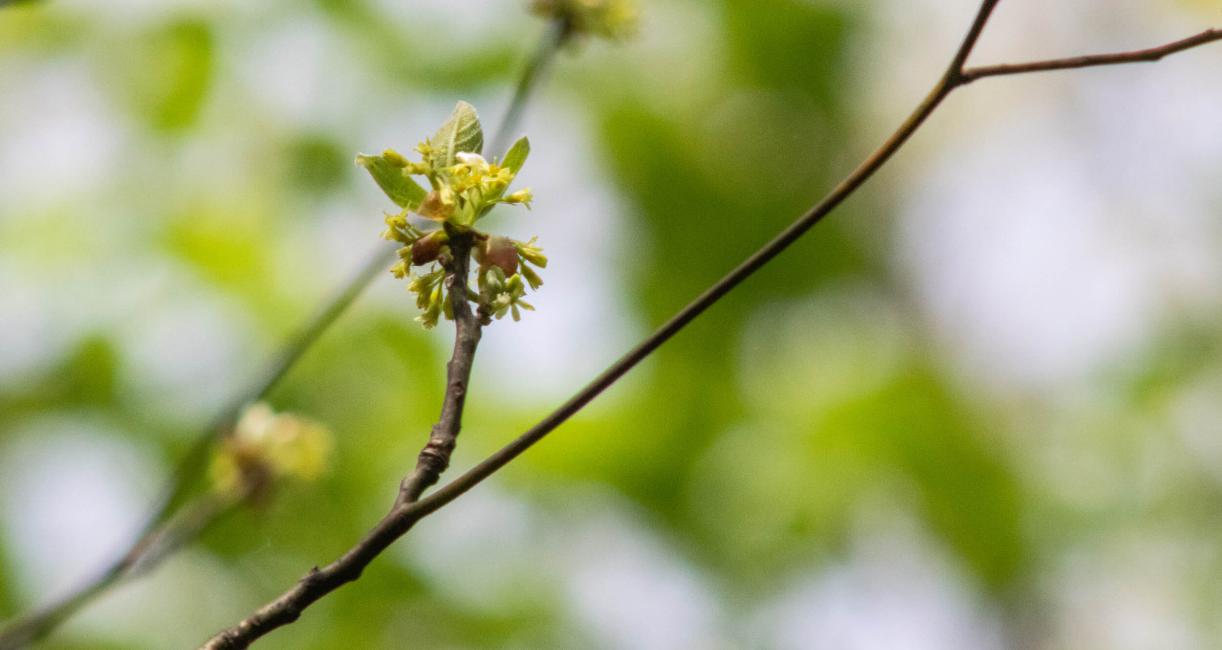 Tree bud