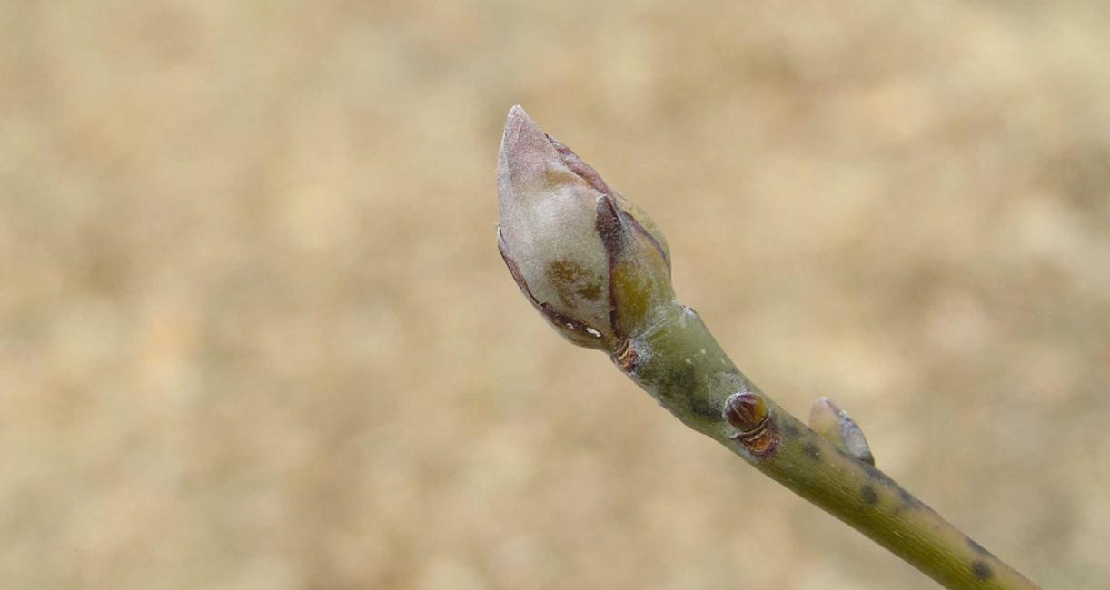 Tree bud