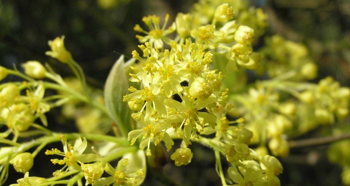 Tree flower