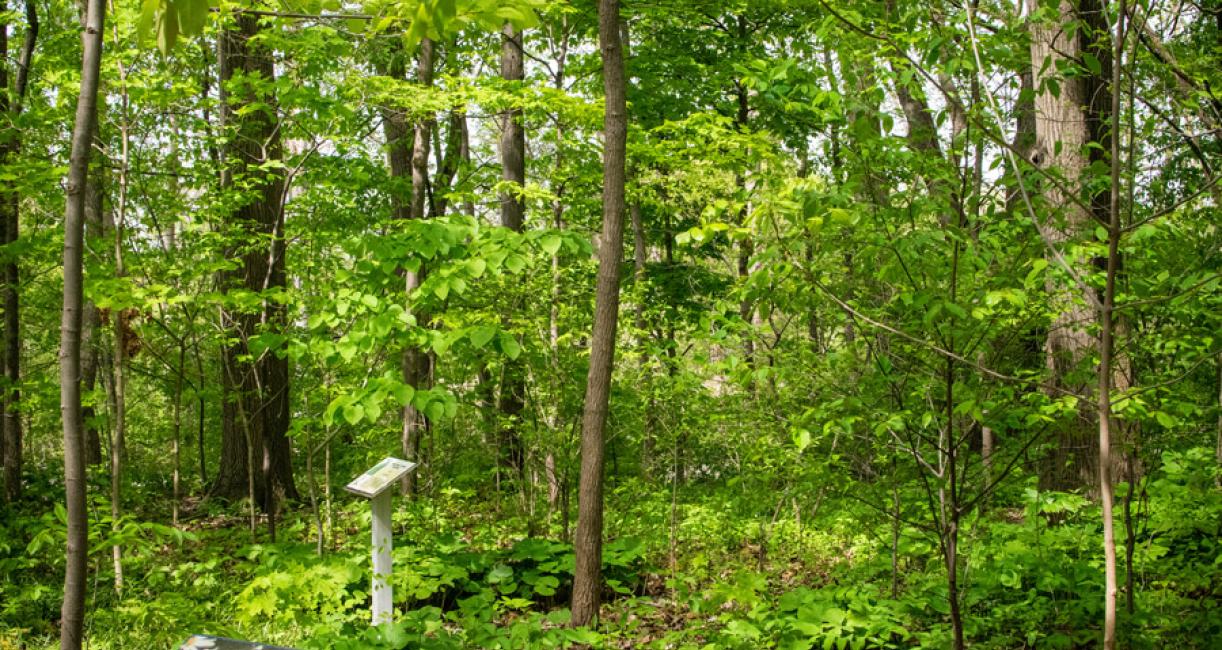 Tree habit