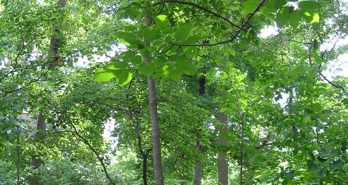 Tree habit