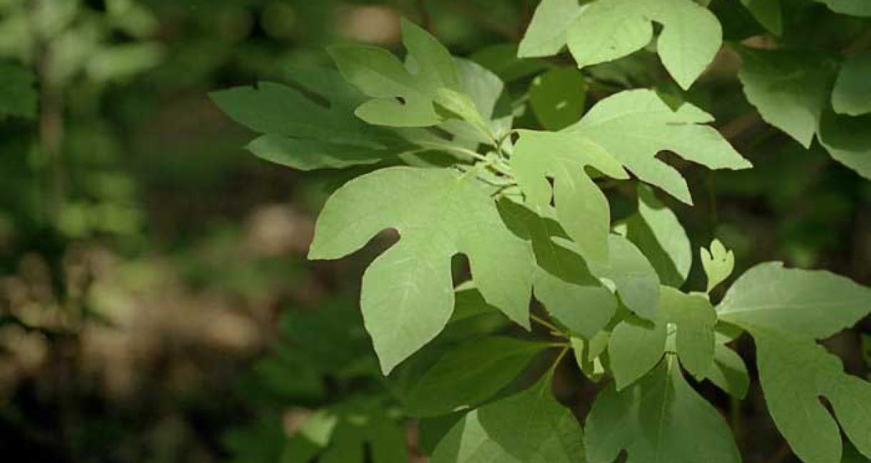 Tree leaves