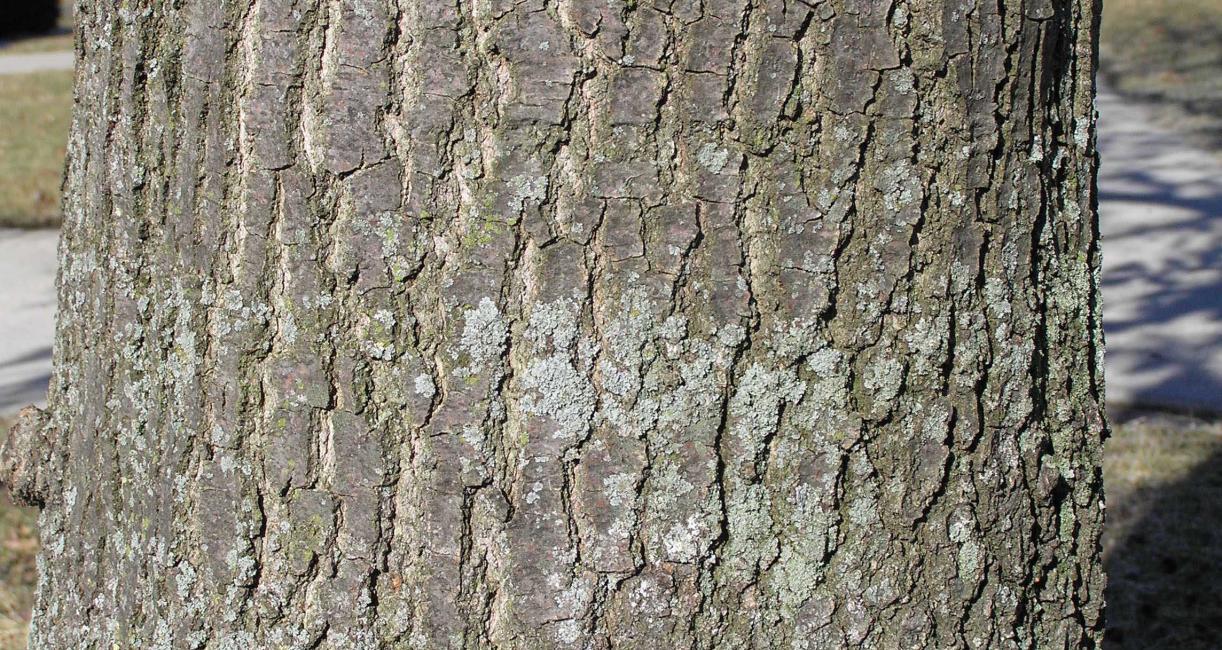 Tree bark