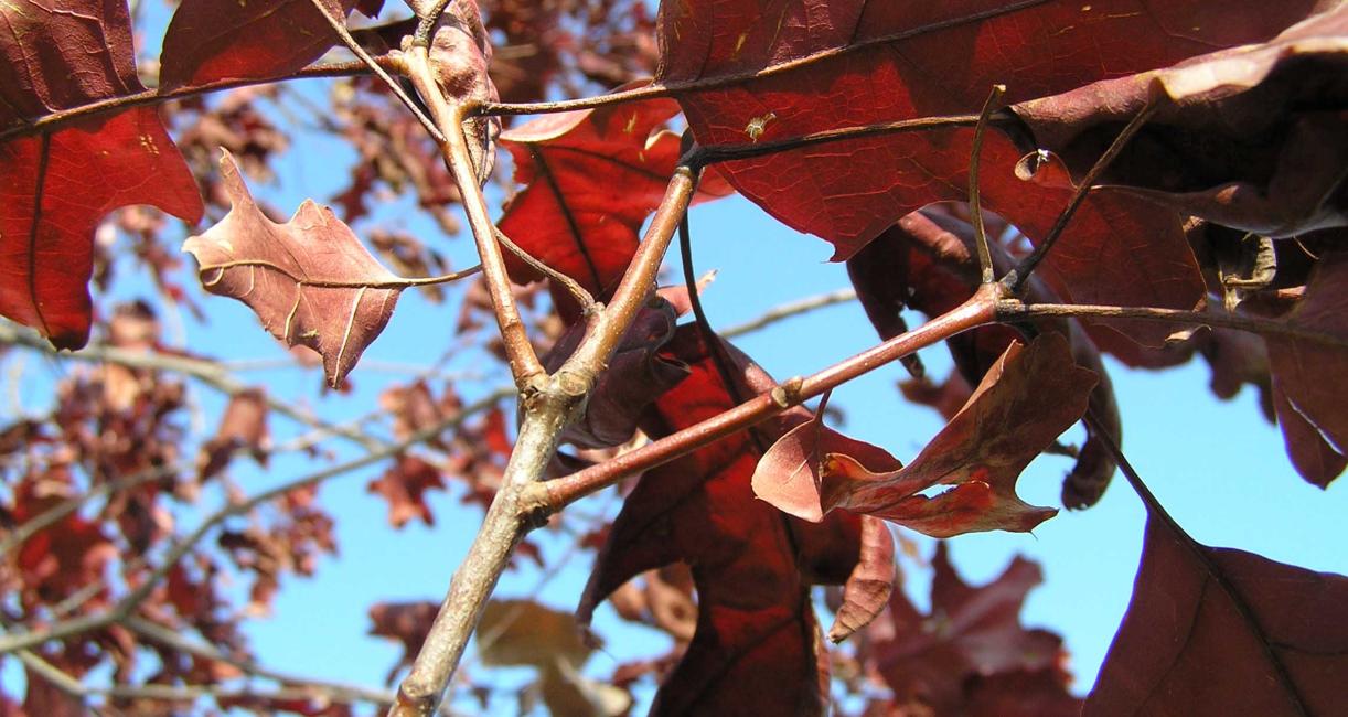 Tree branch