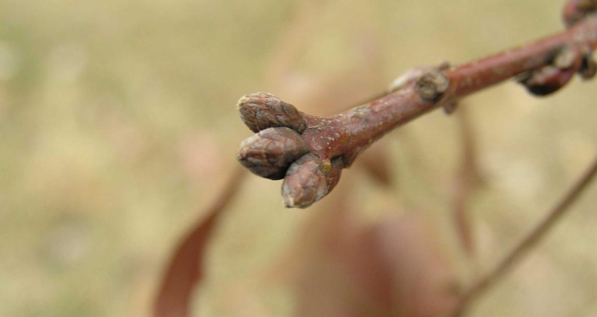 Tree bud