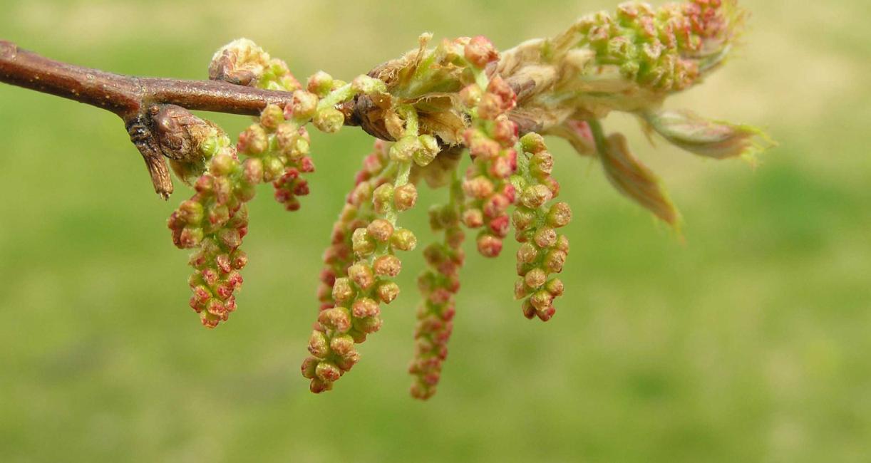 Tree flower