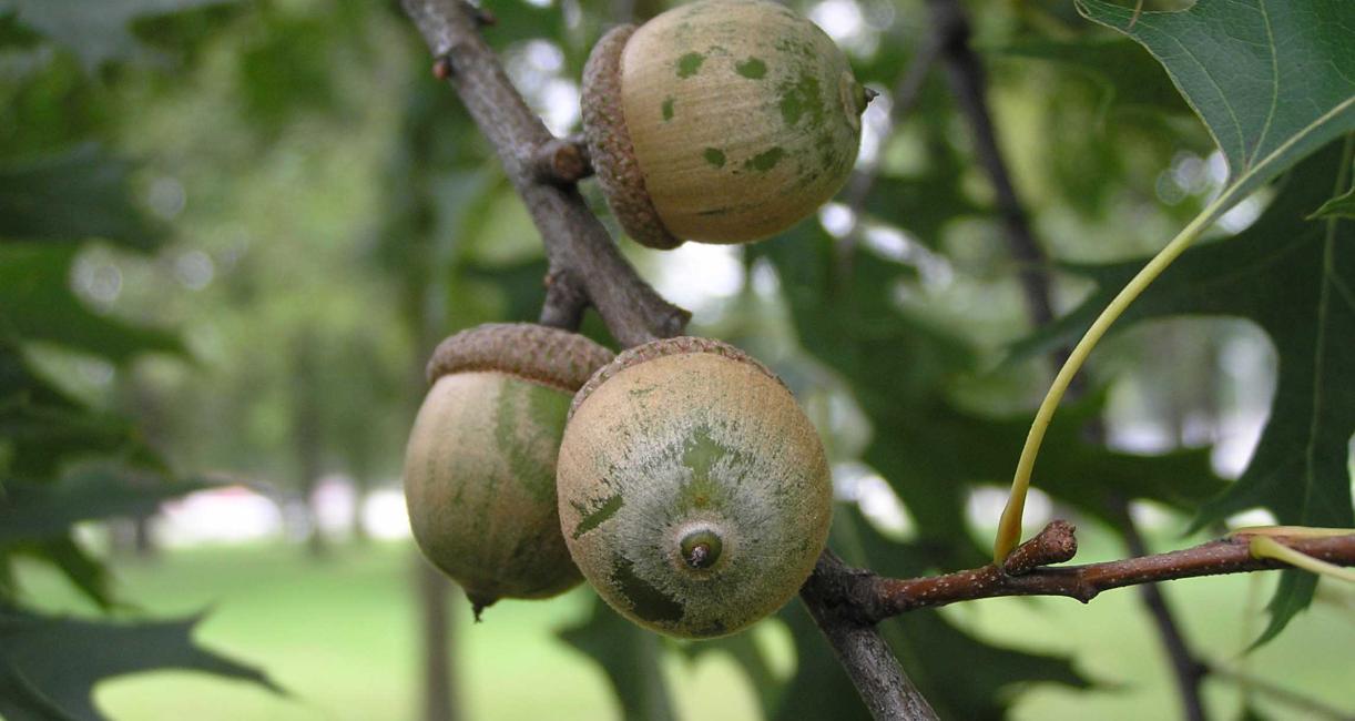 Tree fruit