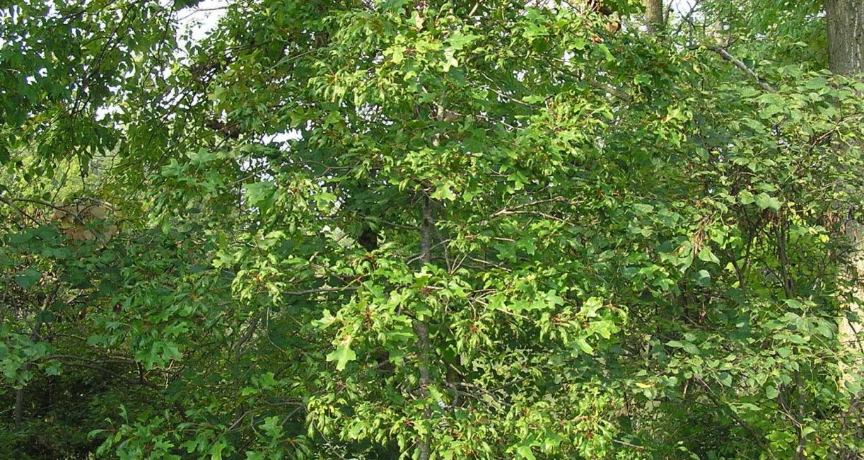Tree habit