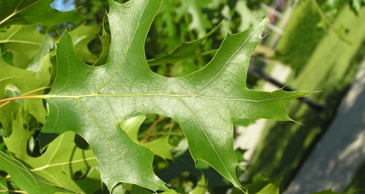 Tree leaves