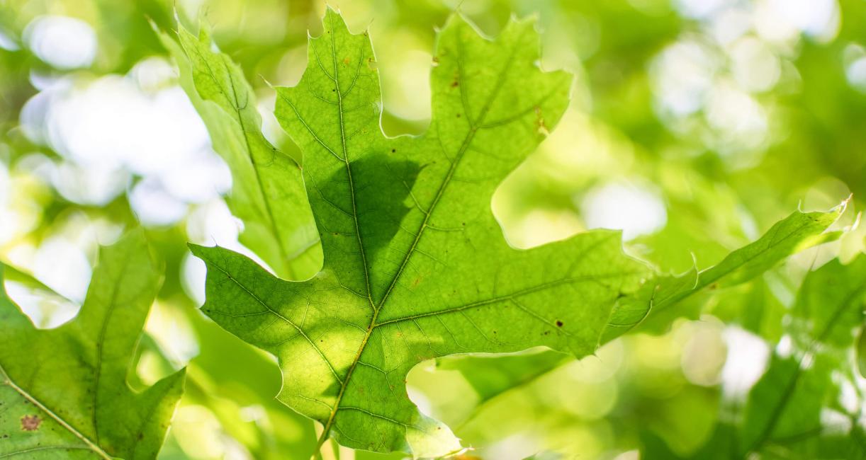 Tree leaves in summer
