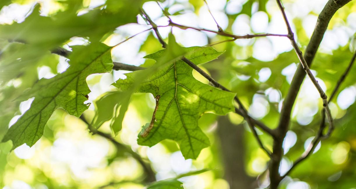 Tree leaves