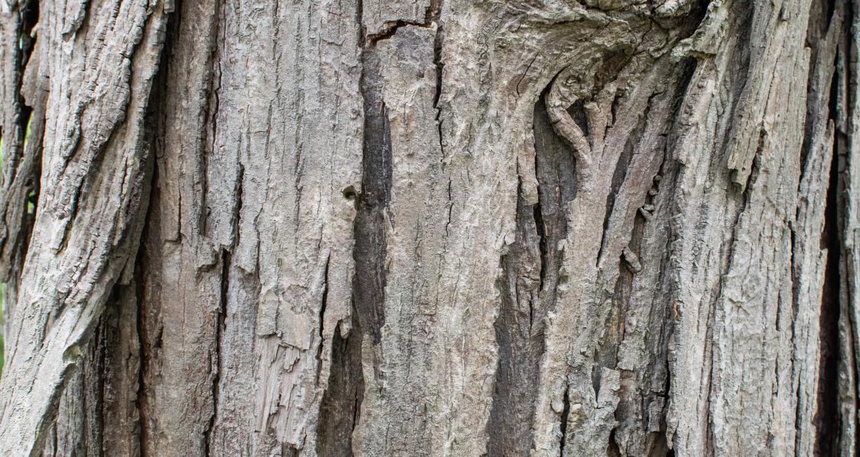 Tree bark