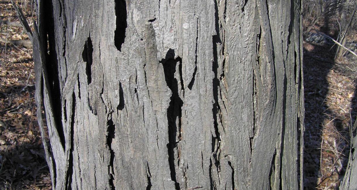 Tree bark