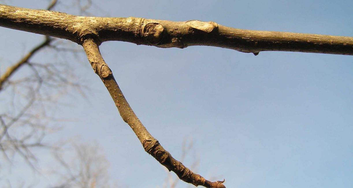 Tree branch