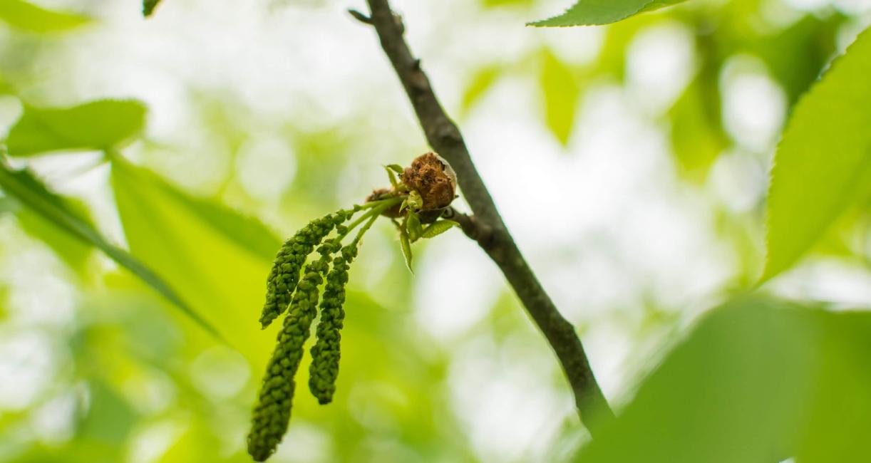 Tree bud