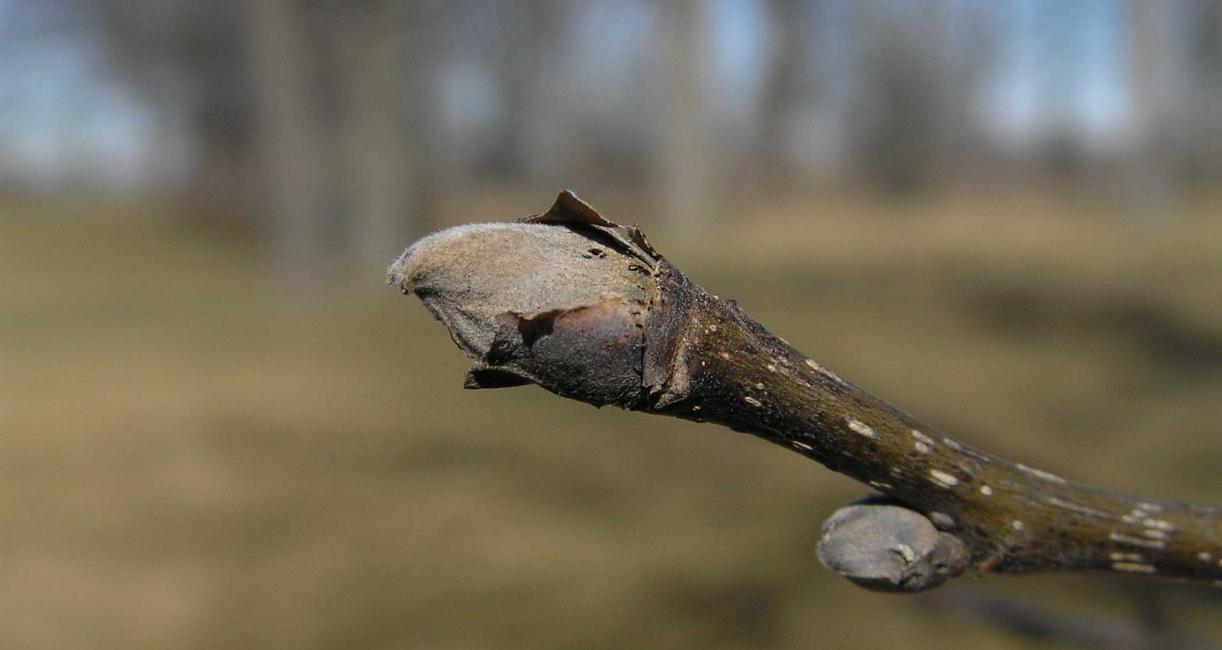 Tree bud