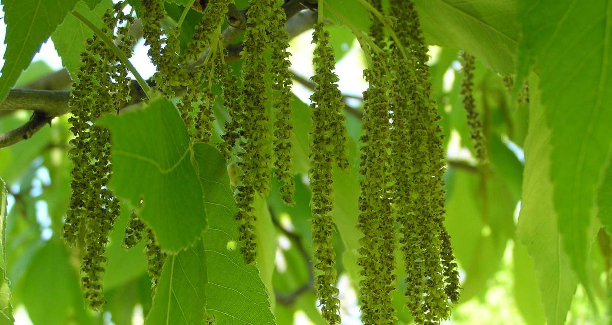Tree flower