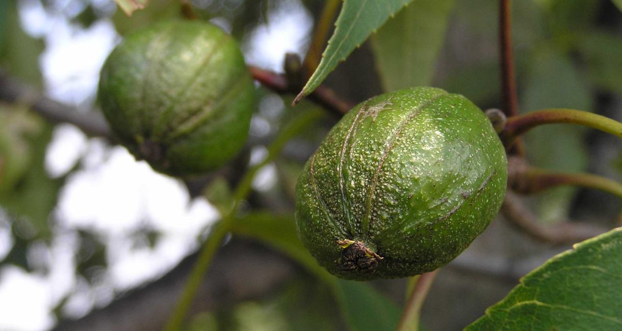 Tree fruit