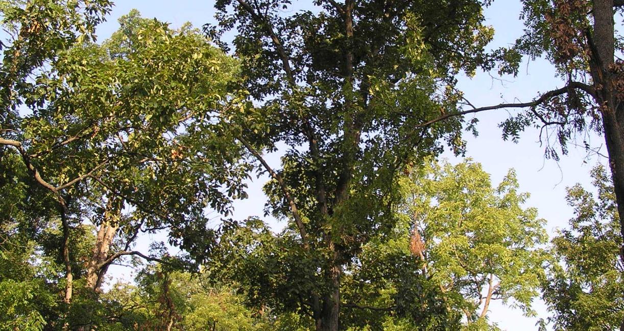 Tree habitat