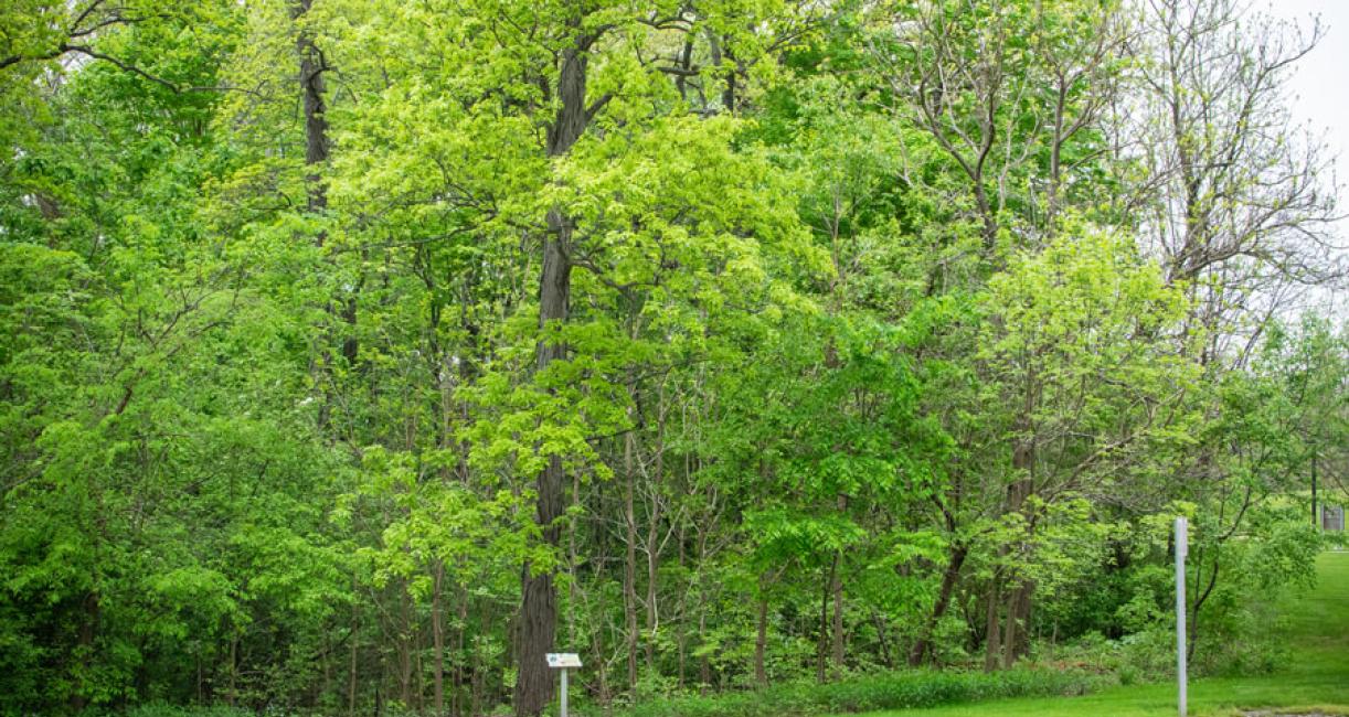 Tree habitat