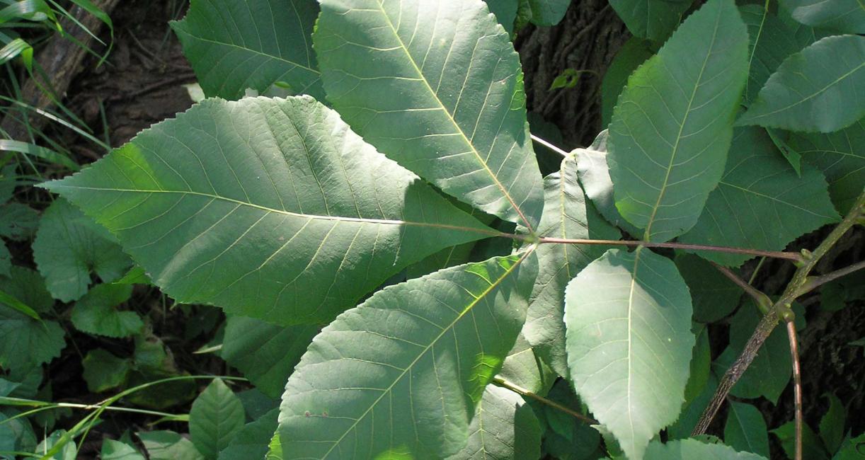 Tree leaves