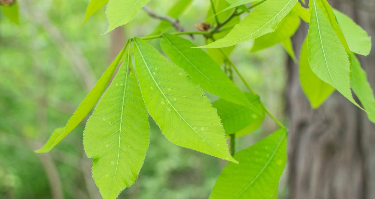 Tree leaves