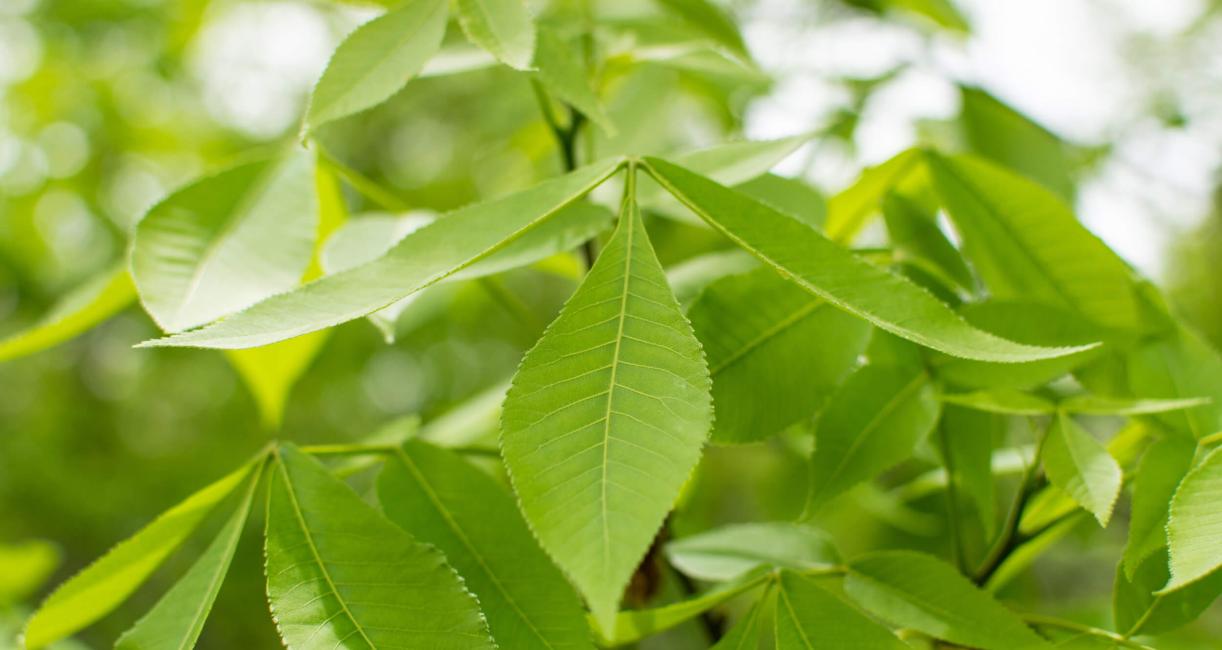 Tree leaves