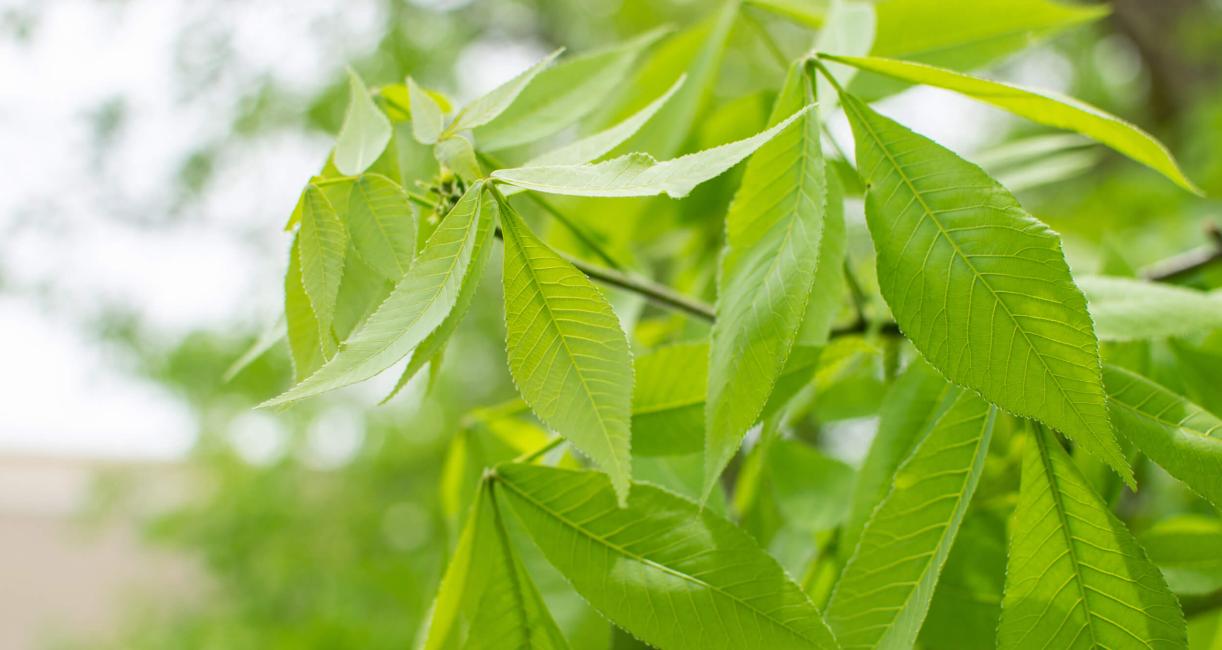 Tree leaves