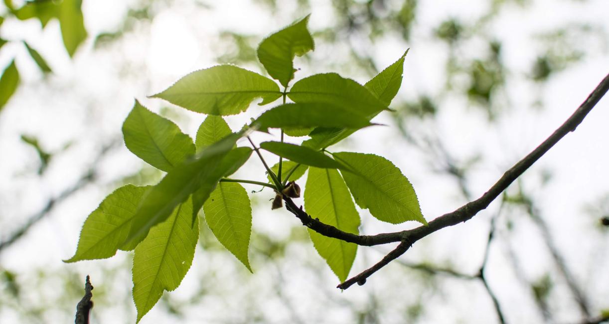 Tree leaves
